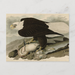 Carte Postale Oiseaux d'Amérique à tête blanche (aigle à tête bl