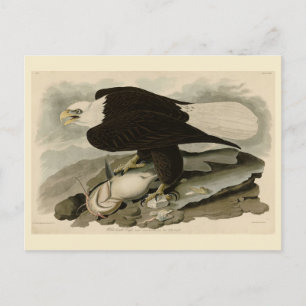 Carte Postale Oiseaux d'Amérique à tête blanche (aigle à tête bl