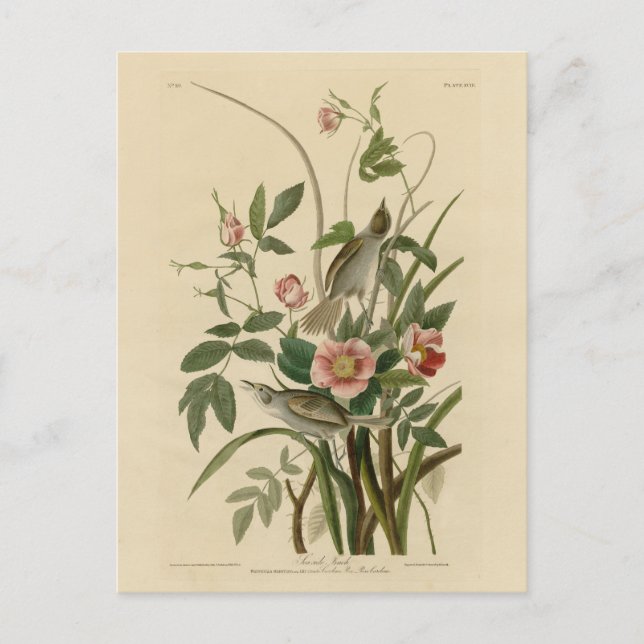 Carte Postale Oiseaux d'Amérique d'Audubon (Devant)