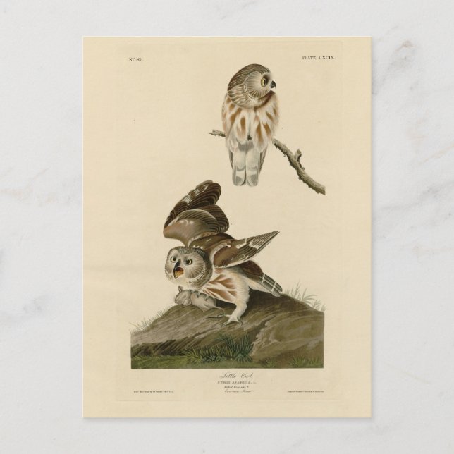 Carte Postale Oiseaux d'Amérique d'Audubon (Devant)