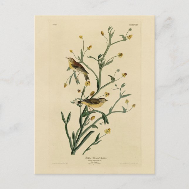 Carte Postale Oiseaux d'Amérique de la Paruline Audubon (Devant)