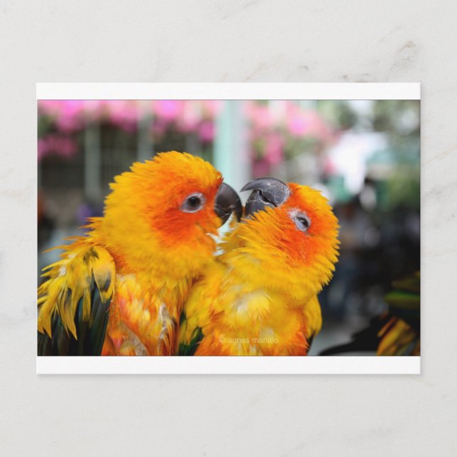 Carte Postale Oiseaux d'amour chatouillent (Devant)