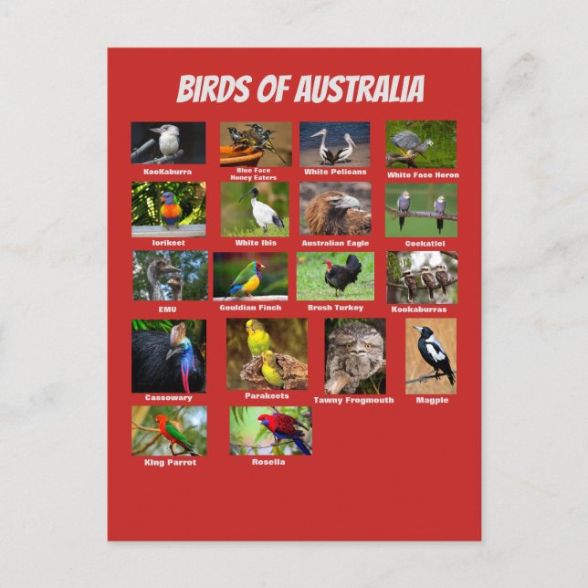 Carte Postale Oiseaux d'Australie (Devant)