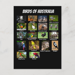 Carte Postale Oiseaux d'Australie