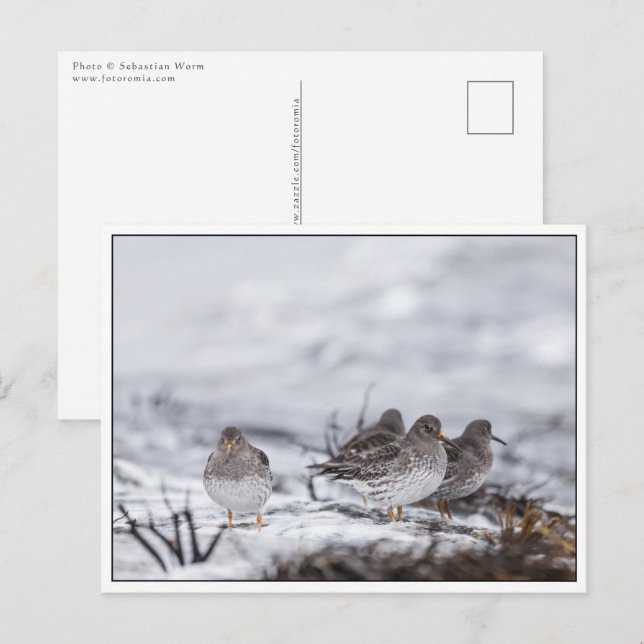 Carte Postale Oiseaux de Bécasseaux Photo Nature (Devant / Derrière)