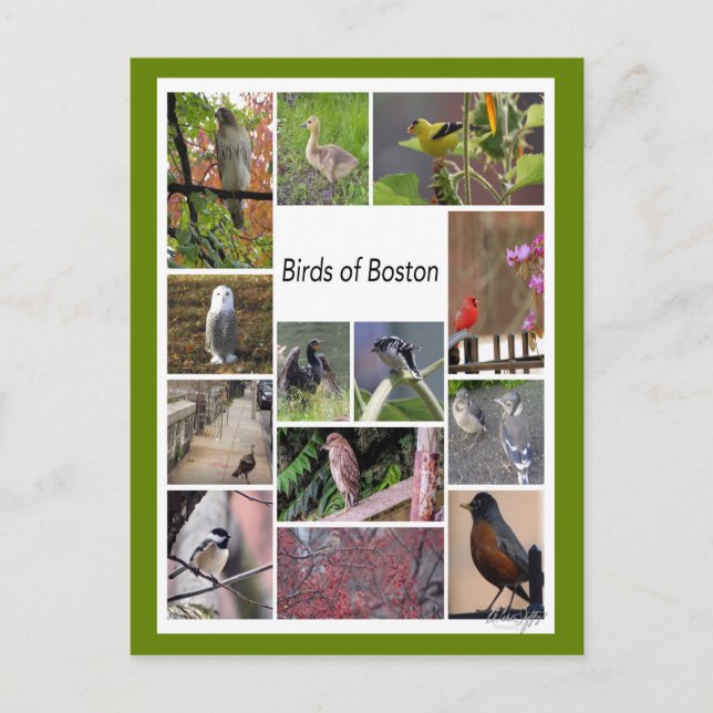 Carte Postale Oiseaux de Boston Photo Collage (Devant)
