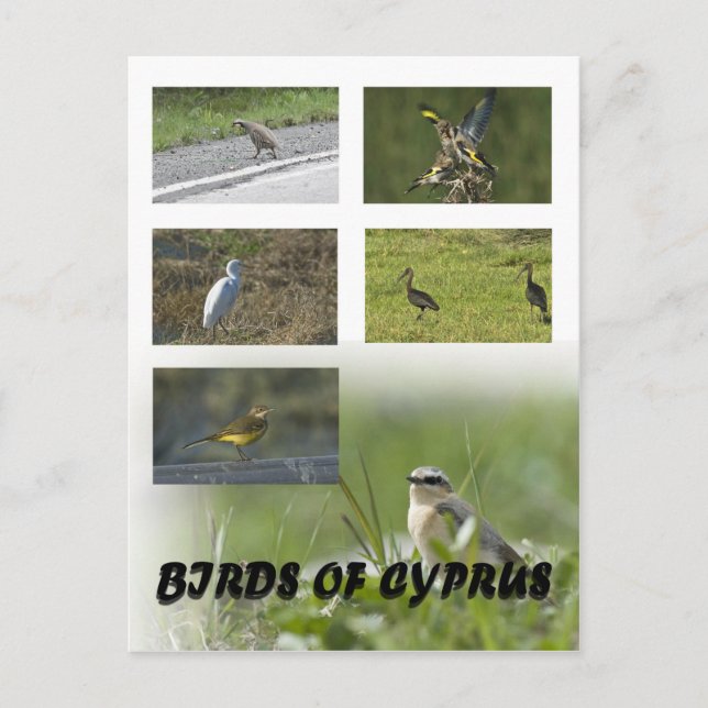 Carte postale Oiseaux de Chypre (Devant)