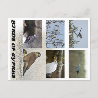 Carte postale Oiseaux de Chypre