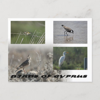Carte postale Oiseaux de Chypre