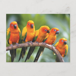 Carte Postale Oiseaux de couleur