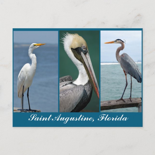 Carte Postale oiseaux de Floride (Devant)