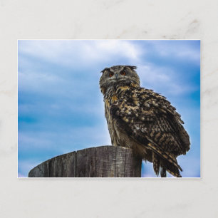 Carte Postale Oiseaux de hibou Plumes Animaux Nature Destinée Pa