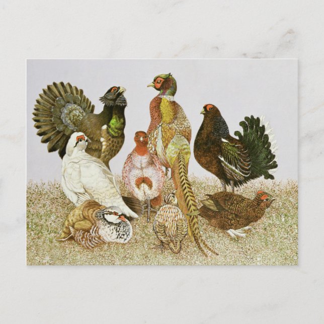 Carte Postale Oiseaux de jeu (Devant)