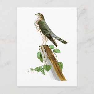 Carte Postale Oiseaux de Le Petit Caporal John Audubon de