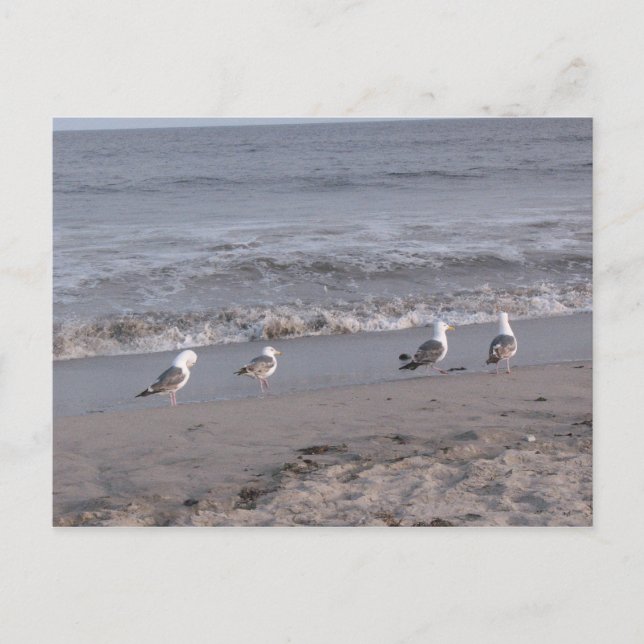 Carte Postale oiseaux de plage (Devant)