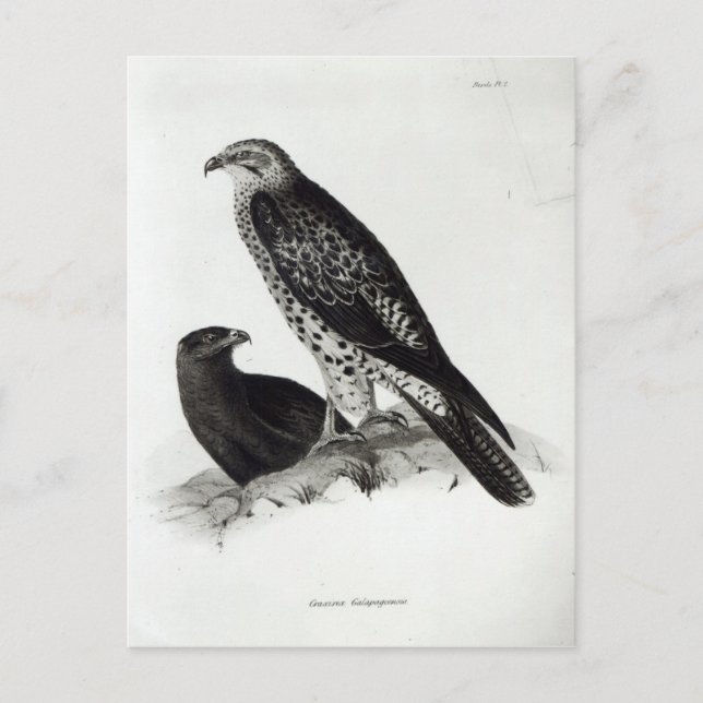 Carte Postale Oiseaux de Prey (Devant)