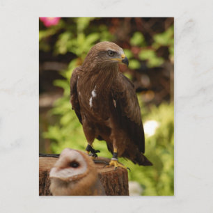 Carte Postale Oiseaux de proie