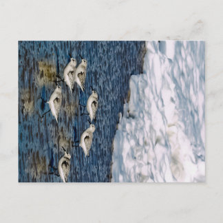 Carte Postale Oiseaux de rivage