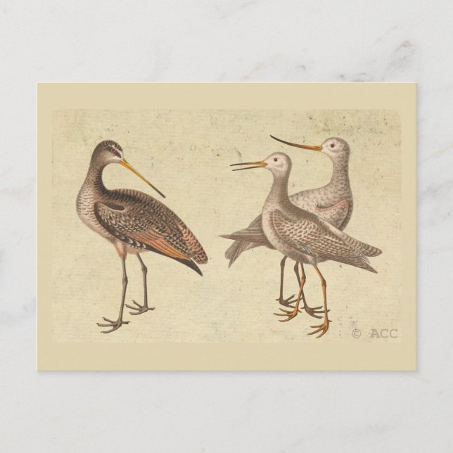 Carte Postale Oiseaux de rivage (Devant)