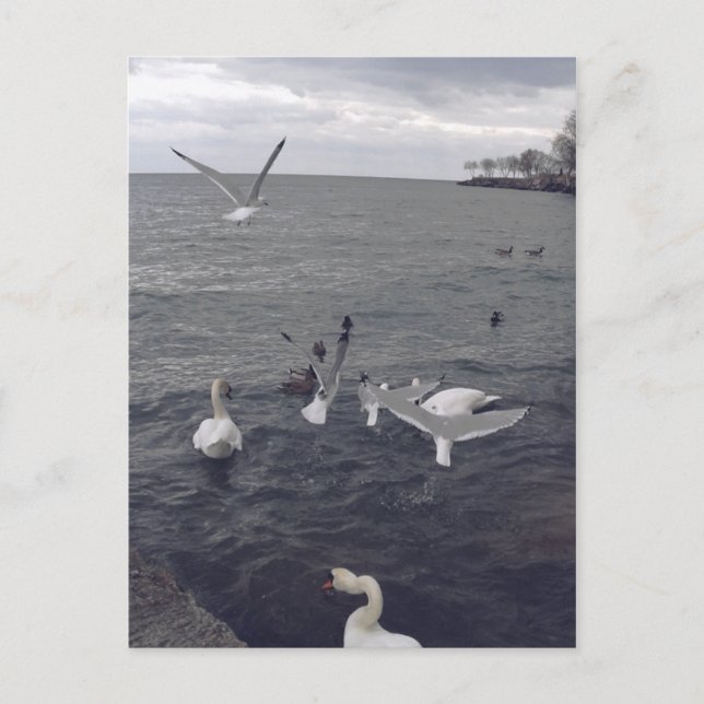 Carte Postale Oiseaux du lac Ontario (Devant)