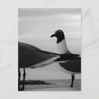 Carte Postale Oiseaux d'une plume