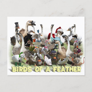 Carte Postale Oiseaux d'une plume
