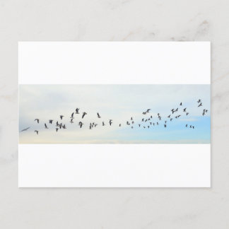 Carte Postale Oiseaux en vol