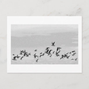 Carte postale Oiseaux en vol