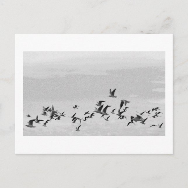 Carte postale Oiseaux en vol (Devant)