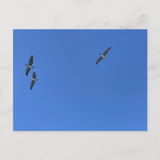 Carte Postale Oiseaux en Vol Contre la Photographie de Plage de