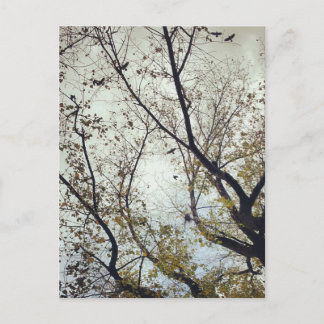 Carte Postale Oiseaux entre arbres