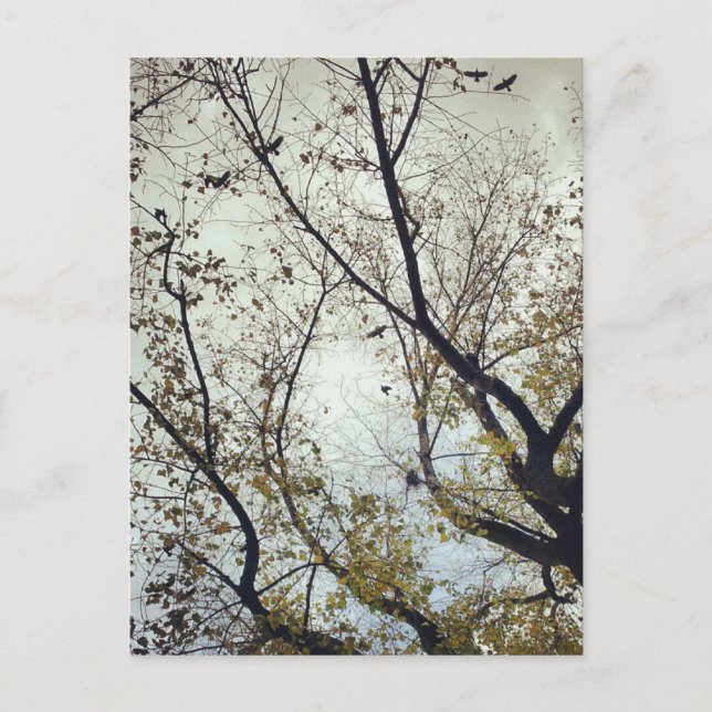 Carte Postale Oiseaux entre arbres (Devant)