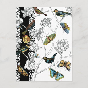 Carte Postale Oiseaux et papillon sur fond noir et blanc