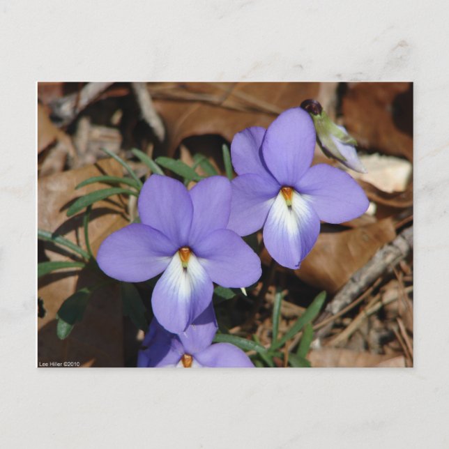 Carte Postale Oiseaux fleur sauvage-Pied Violet III Cadeaux et v (Devant)