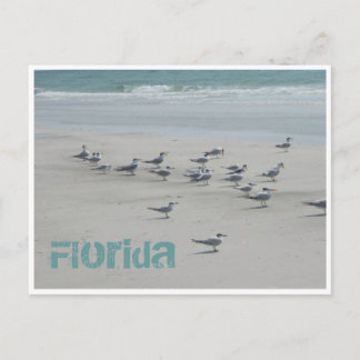 Carte Postale Oiseaux marins de Floride