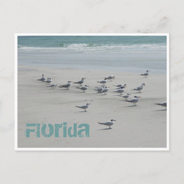 Carte Postale Oiseaux marins de Floride (Devant)