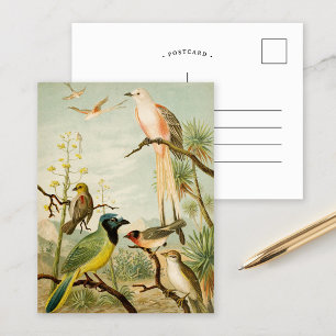 Carte Postale Oiseaux nord-américains   Anton Goering