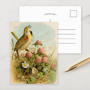 Carte Postale Oiseaux nord-américains   Robert Ridgway