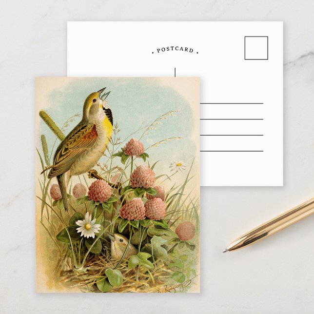 Carte Postale Oiseaux nord-américains | Robert Ridgway (Créateur téléchargé)