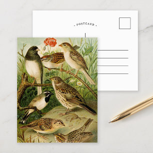 Carte Postale Oiseaux nord-américains   Tzel Gustav Mü