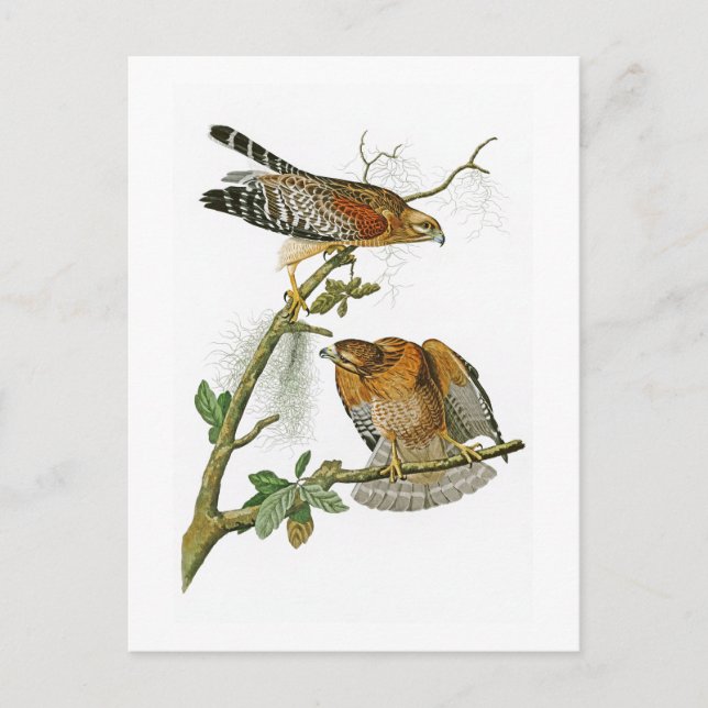 Carte Postale oiseaux Rouge-épaulés de John Audubon de faucon de (Devant)