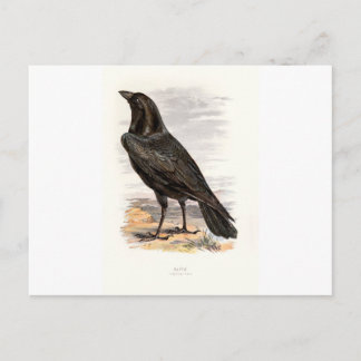 Carte Postale Oiseaux sauvages familiers Swaysland Raven