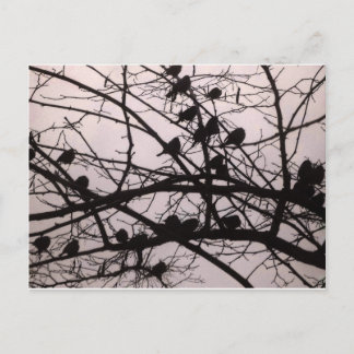 Carte Postale Oiseaux Silhouettes.jpg