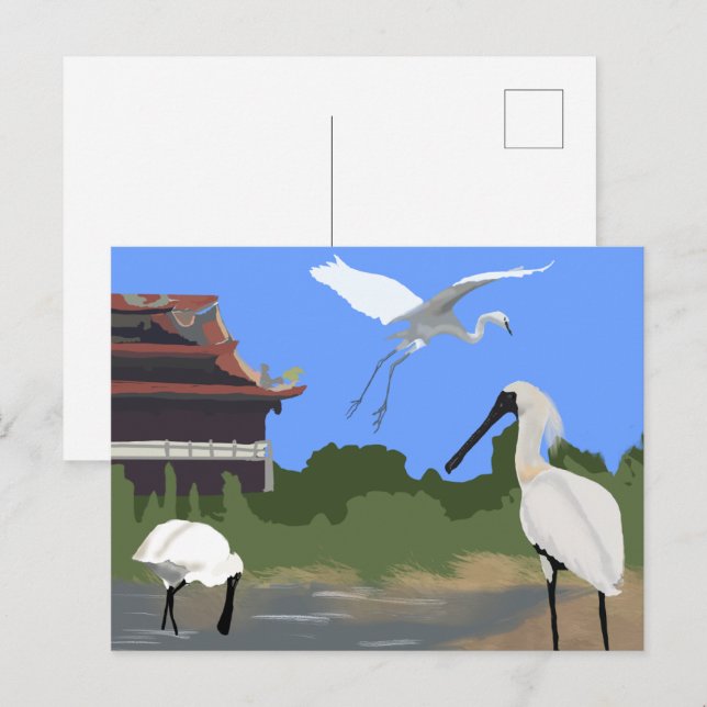 Carte Postale Oiseaux -- Spatules et Aigrettes (Devant / Derrière)