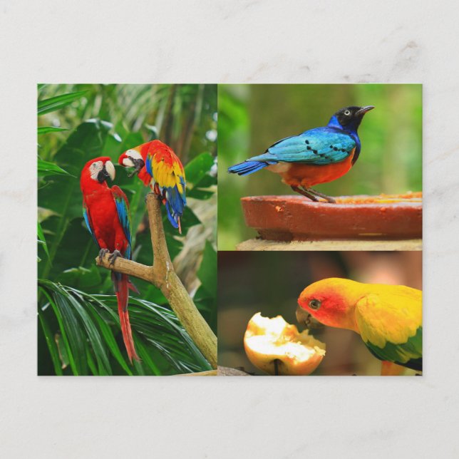Carte postale Oiseaux tropicaux (Devant)
