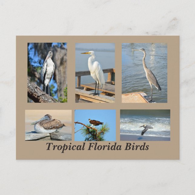 Carte Postale Oiseaux tropicaux de Floride (Devant)