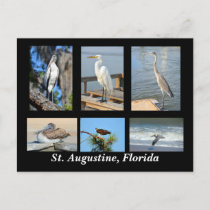Carte Postale Oiseaux tropicaux de St Augustine, Floride