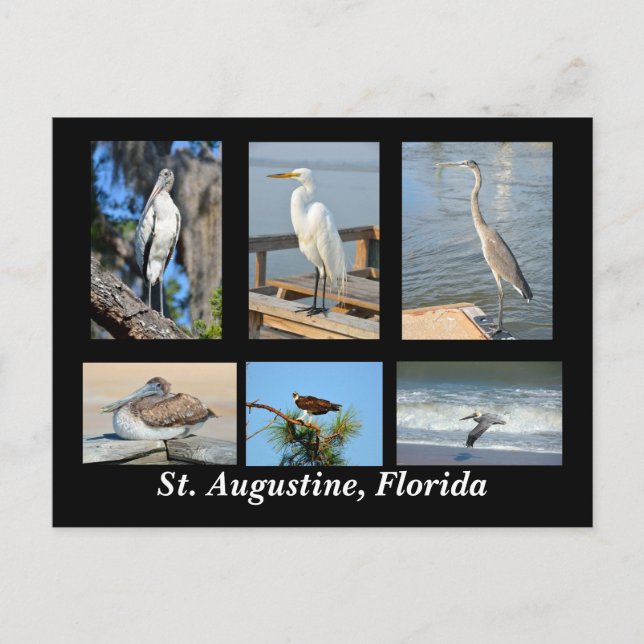 Carte Postale Oiseaux tropicaux de St Augustine, Floride (Devant)