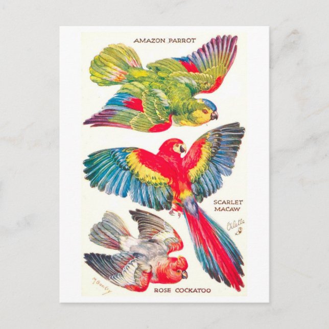 Carte Postale Oiseaux Tropicaux Vintage (Devant)