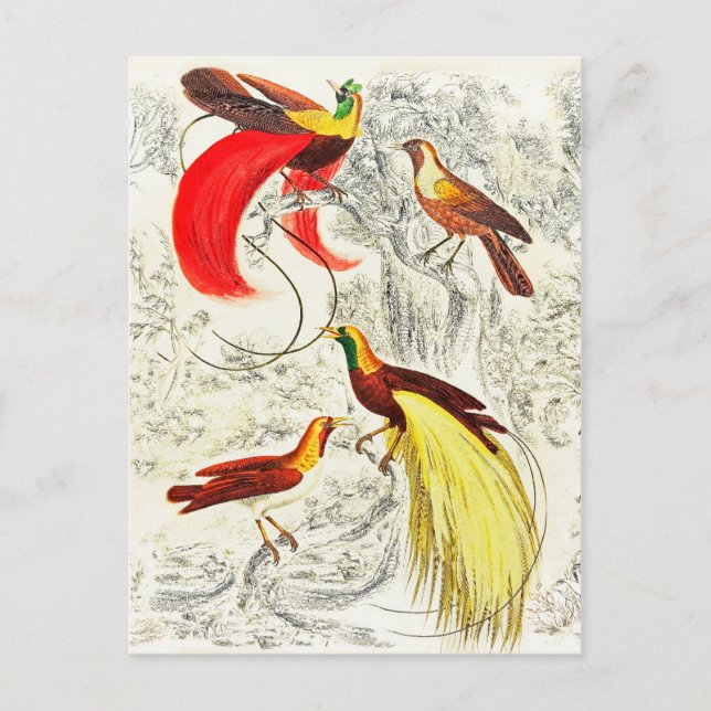 Carte Postale Oiseaux Tropicaux Vintages Élégants Du Paradis (Devant)